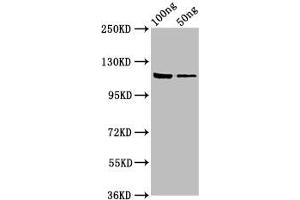 Western Blot Positive WB detected in: Recombinant protein All lanes: lacZ antibody at 7. (LacZ (AA 2-1024) antibody)