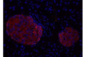Indirect immunostaining of PFA fixed paraffin embedded mouse pancreas section (dilution 1 : 500; red). (Complexin 1, 2 (AA 122-134) antibody)