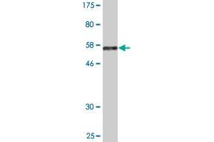 Western Blot detection against Immunogen (55. (EAF1 antibody  (AA 1-268))