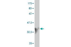Western Blot detection against Immunogen (36. (MAP2K7 antibody  (AA 1-99))