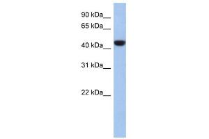 WB Suggested Anti-C2orf53 Antibody Titration: 0. (PRR30 antibody  (Middle Region))