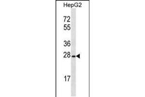 Western blot analysis in HepG2 cell line lysates (35ug/lane). (OR8B12 antibody  (C-Term))