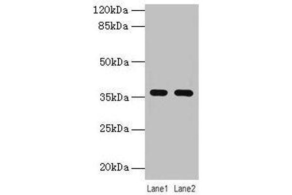 LYPD3 antibody  (AA 31-326)
