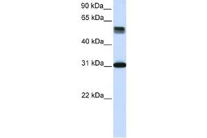 Western Blotting (WB) image for anti-Tripartite Motif Containing 31 (TRIM31) antibody (ABIN2459998) (TRIM31 antibody)