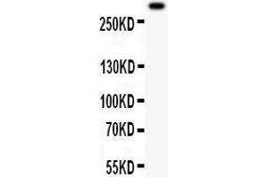 Anti- VWF Picoband antibody, Western blotting All lanes: Anti VWF  at 0. (VWF antibody  (AA 1304-1452))