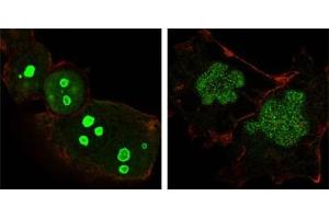 Confocal immunofluorescence analysis of Hela (left) and NTERA-2 (right) cells using NPM antibody (green). (NPM1 antibody)