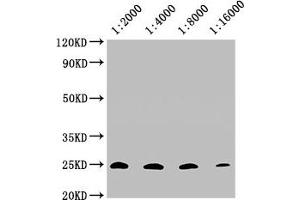 Western Blot Positive WB detected in: 20 μg A549 whole cell lysate CD9 antibody at 1:2000, 1:4000, 1:8000, 1:16000 Secondary Goat polyclonal to mouse IgG at 1/50000 dilution Predicted band size: 25 KDa Observed band size: 25 KDa Exposure time:10 min