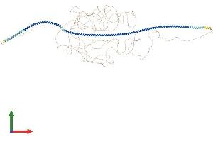 Protein Structure (PS) image for Microtubule-associated Tumor Suppressor Candidate 2 (MTUS2) (AA 1-1369) protein (His tag) (ABIN7554634)