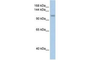Image no. 1 for anti-PRP6 Pre-mRNA Processing Factor 6 Homolog (PRPF6) (AA 851-900) antibody (ABIN204963)
