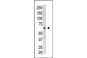 Western blot analysis of SENP3 N-term polyclonal antibody (ABIN388047 and ABIN2845593) in Saos-2 cell lysate. (SENP3 antibody  (N-Term))