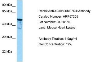 Western Blotting (WB) image for anti-Shootin-1 (SHTN1) (N-Term) antibody (ABIN2787118) (Shootin-1 (SHTN1) (N-Term) antibody)