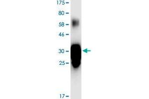 Image no. 2 for Tumor Necrosis Factor (Ligand) Superfamily, Member 15 (TNFSF15) (AA 72-251) protein (His-DYKDDDDK-Strep II Tag) (ABIN1323235)