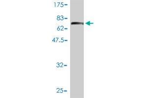Western Blot detection against Immunogen (74. (IFRD2 antibody  (AA 1-442))
