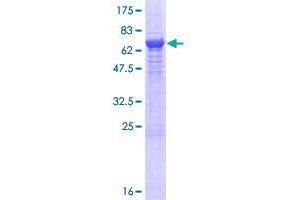 DDI1 Protein (AA 1-396) (GST tag)