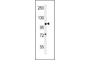 BUB1A Antibody (N-term) (ABIN651630 and ABIN2840336) western blot analysis in A549 cell line lysates (35 μg/lane). (BUB1 antibody  (N-Term))