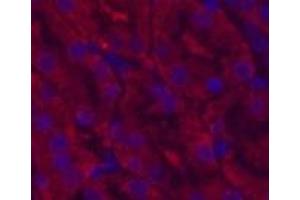 Immunofluorescence analysis of Mouse kidney tissue using CDX2 Monoclonal Antibody at dilution of 1:200. (CDX2 antibody)