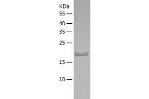 Western Blotting (WB) image for Mesoderm Development Candidate 2 (MESDC2) (AA 30-224) protein (His tag) (ABIN7123918) (MESDC2 Protein (AA 30-224) (His tag))