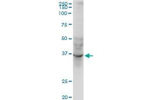 AVEN monoclonal antibody (M08), clone 2B10. (AVEN antibody  (AA 71-170))