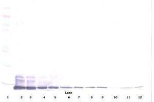 Image no. 3 for anti-Chemokine (C-C Motif) Ligand 7 (CCL7) antibody (ABIN465456) (CCL7 antibody)