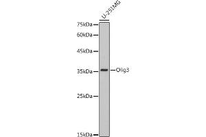 Western blot analysis of extracts of U-251MG cells, using Olig3 antibody (ABIN7269092) at 1:1000 dilution. (OLIG3 antibody)