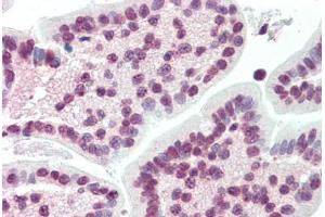 Human Small Intestine (formalin-fixed, paraffin-embedded) stained with XBP1 antibody ABIN396972 at 10 ug/ml followed by biotinylated anti-mouse IgG secondary antibody ABIN481714, alkaline phosphatase-streptavidin and chromogen. (XBP1 antibody  (AA 2-160))