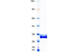 Validation with Western Blot