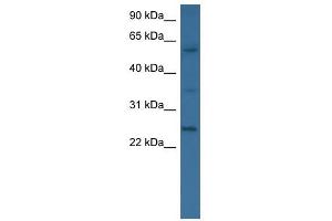 BMP6 antibody used at 0.