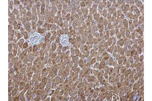 IHC-P Image ALDH1A1 antibody [C3], C-term detects ALDH1A1 protein at cytosol on mouse liver by immunohistochemical analysis. (ALDH1A1 antibody  (C-Term))