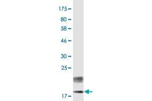 Western Blot detection against Immunogen (16. (TNFSF18 antibody  (AA 50-177))