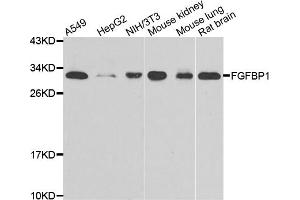 Western blot analysis of extracts of various cell lines, using FGFBP1 antibody (ABIN4903670) at 1:1000 dilution. (FGFBP1 antibody)