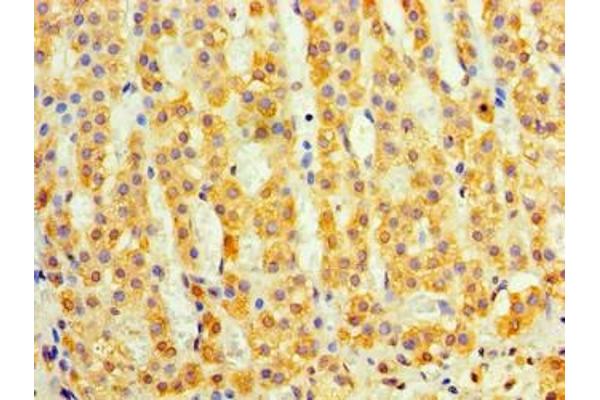 DAND5 antibody  (AA 23-189)