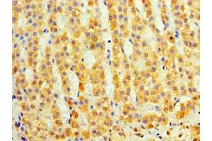 Immunohistochemistry of paraffin-embedded human adrenal gland tissue using ABIN7149484 at dilution of 1:100 (DAND5 antibody  (AA 23-189))