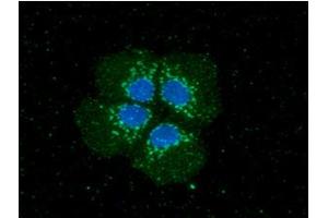 ICC/IF analysis of PNMT in Hep3B cells. (PNMT antibody  (AA 1-282))