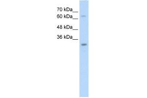 WB Suggested Anti-NSMCE1 Antibody Titration:  2. (NSMCE1 antibody  (N-Term))