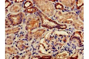 IHC image of ABIN7146302 diluted at 1:500 and staining in paraffin-embedded human kidney tissue performed on a Leica BondTM system. (TMCO1 antibody  (AA 43-79))