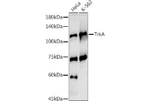 Western blot analysis of extracts of various cell lines, using TrkA antibody (ABIN3022908, ABIN3022909, ABIN3022910 and ABIN6219291) at 1:1000 dilution. (TRKA antibody  (AA 1-280))
