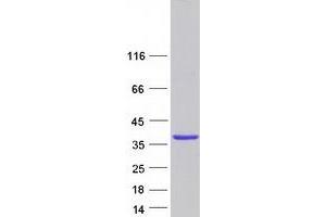 Validation with Western Blot (GOLPH3 Protein (Myc-DYKDDDDK Tag))