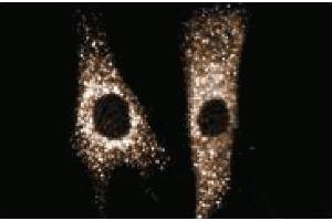 Immunofluorescent staining of Hs68 cells. (SEC31A antibody  (AA 522-719))