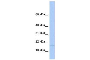 WB Suggested Anti-MED21 Antibody Titration:  0. (MED21 antibody  (Middle Region))