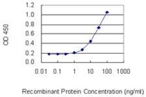 Detection limit for recombinant GST tagged POLRMT is 0. (POLRMT antibody  (AA 1-100))