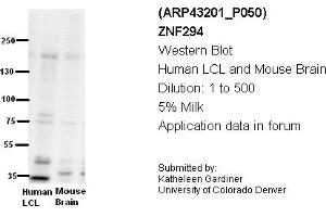 Image no. 2 for anti-Zinc Finger Protein 294 (ZNF294) (N-Term) antibody (ABIN2774736)