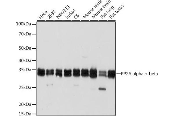 PPP2CB Antikörper