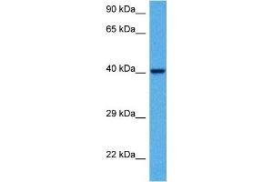 Host:  Mouse  Target Name:  KCNK3  Sample Tissue:  Mouse Kidney  Antibody Dilution:  1ug/ml (KCNK3 antibody  (C-Term))