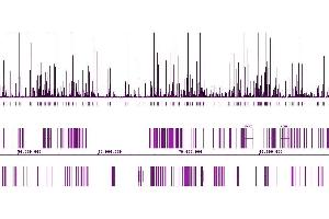 Androgen Receptor antibody (pAb) tested by ChIP-Seq. (Androgen Receptor antibody  (N-Term))