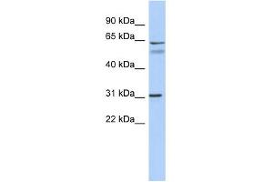 WB Suggested Anti-SIGLEC10 Antibody Titration:  0. (SIGLEC10 antibody  (Middle Region))