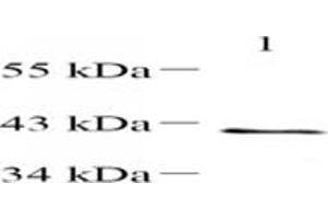 Immunohistochemistry analysis of paraffin-embedded mouse testis using,WDR92 (ABIN7076222) at dilution of 1: 4200 (WDR92 antibody)