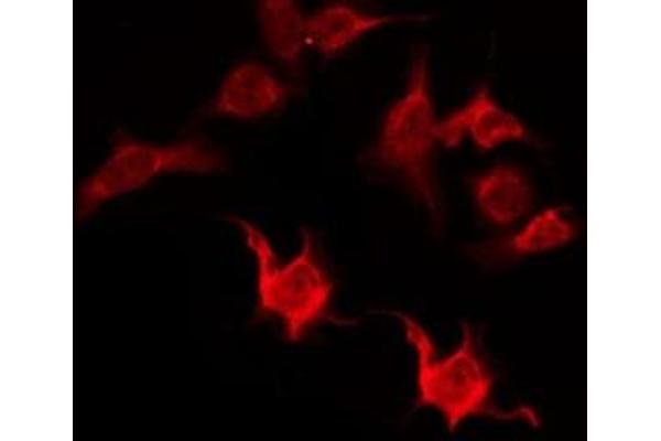 OR5I1 antibody  (Internal Region)