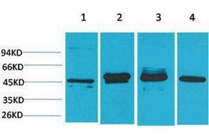 Western Blotting (WB) image for anti-Growth Associated Protein 43 (GAP43) antibody (ABIN3181529) (GAP43 antibody)