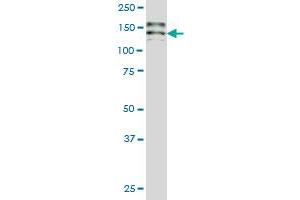 Hephaestin antibody  (AA 315-424)