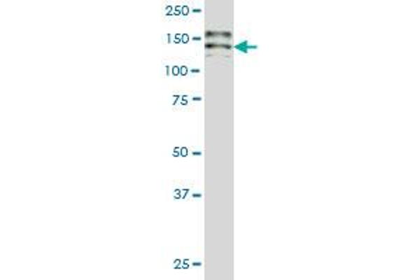 Hephaestin antibody  (AA 315-424)